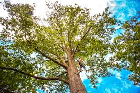 Best Utility Line Clearance  in Long Valley, NJ