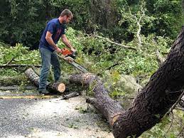 Professional Tree Care in Long Valley, NJ