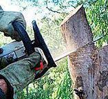 Best Tree and Shrub Care  in Long Valley, NJ