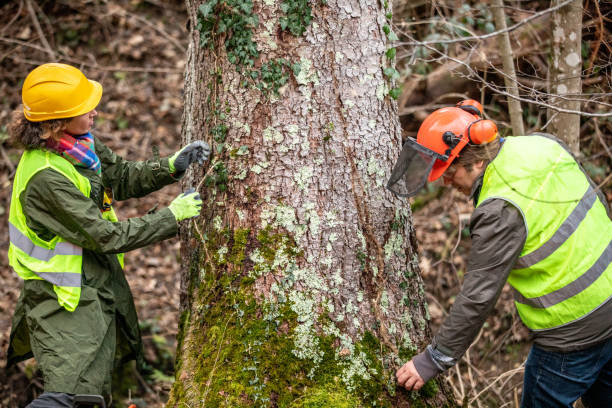 Best Tree Removal  in Long Valley, NJ
