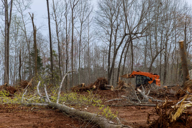 Best Root Management and Removal  in Long Valley, NJ