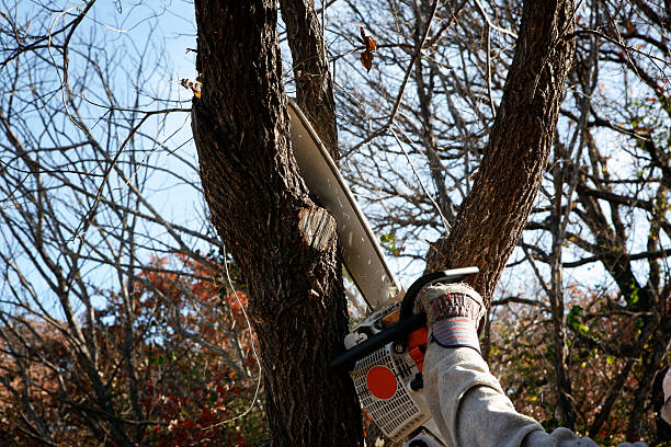 Best Tree Trimming and Pruning  in Long Valley, NJ