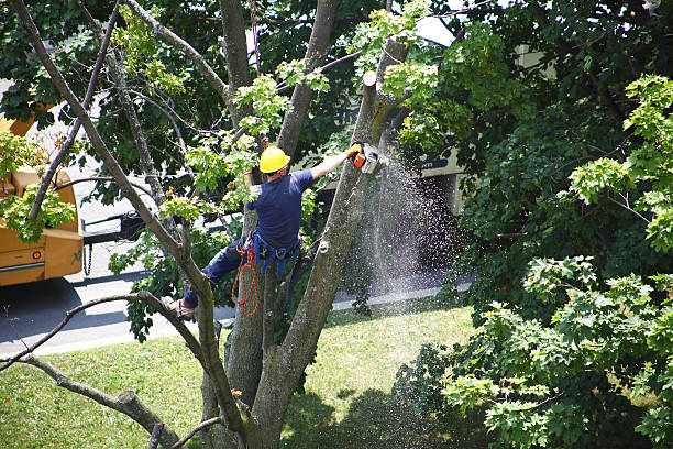 Best Arborist Consultation Services  in Long Valley, NJ